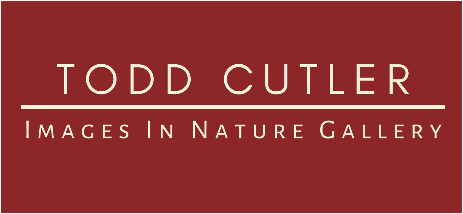 Todd Cutler Images in Nature Gallery, Photography, Siren, WI, The Shops at the Lodge