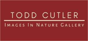 Todd Cutler Images in Nature Gallery, Photography, Siren, WI, The Shops at the Lodge